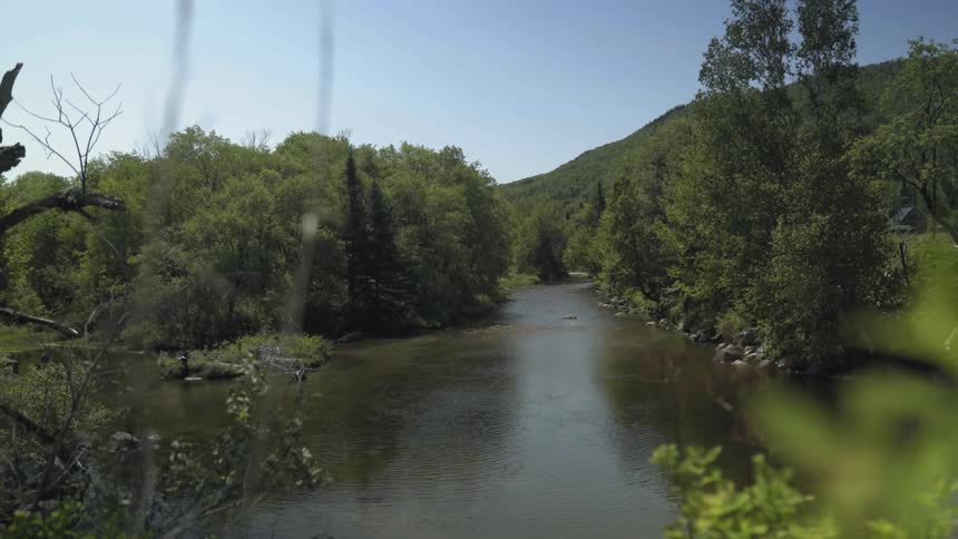 Trees blow gently next to a creek