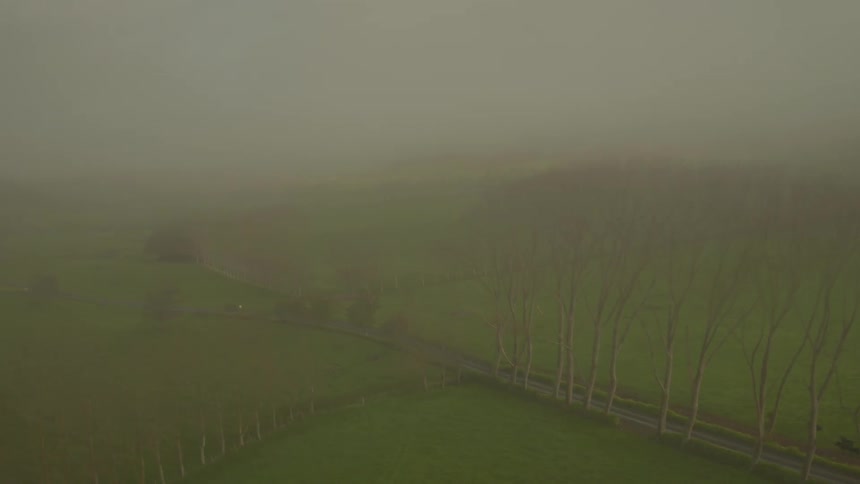 Tall trees line a rural road on a misty day