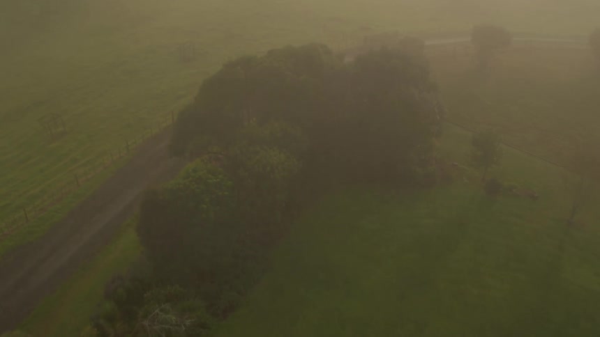 A stand of trees beside a dirt road