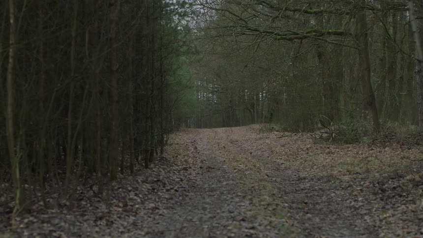 Fallen leaves cover a dirt road in a forest