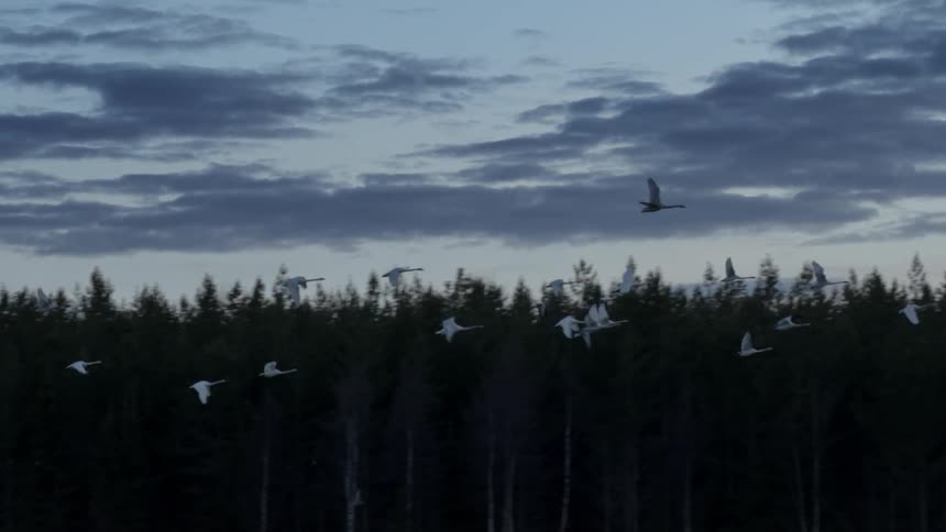 A flock of birds fly over a forest at dusk