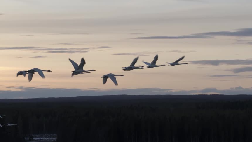 A flock of geese over a forest