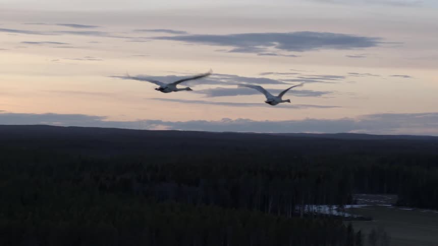Geese fly in the dusk sky over a forested coastline