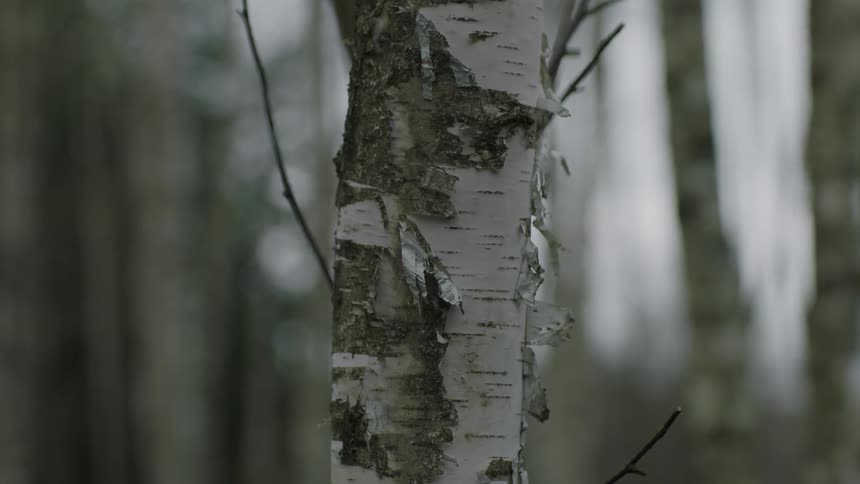Bark peels off of a tree in the breeze