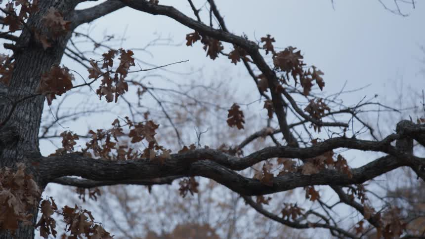 Autumn tree leaves clinging to branches tremble in the breeze