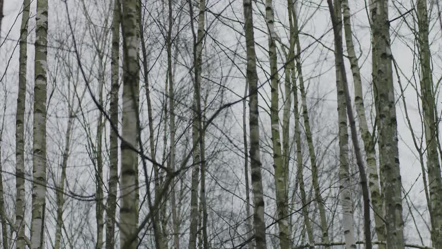 Tall trees sway in the breeze