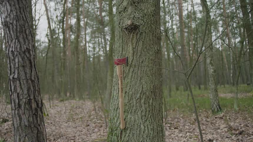 A thrown ax sticks into a tree in a forest