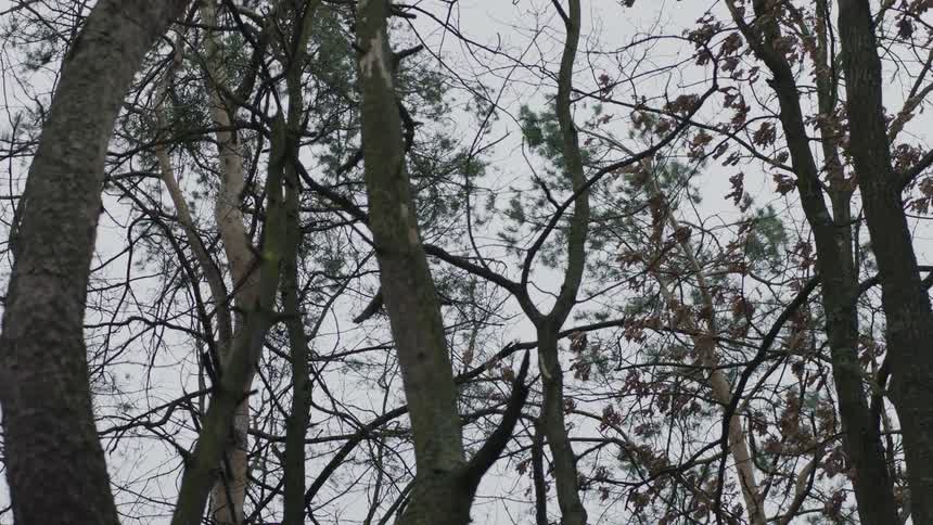 Trees sway wildly in the wind
