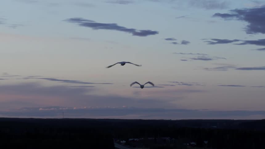 Two birds flying at sunset