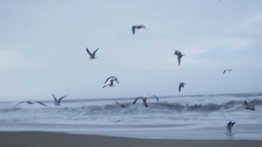 A flock of seagulls rise from the sand on a beach and fly