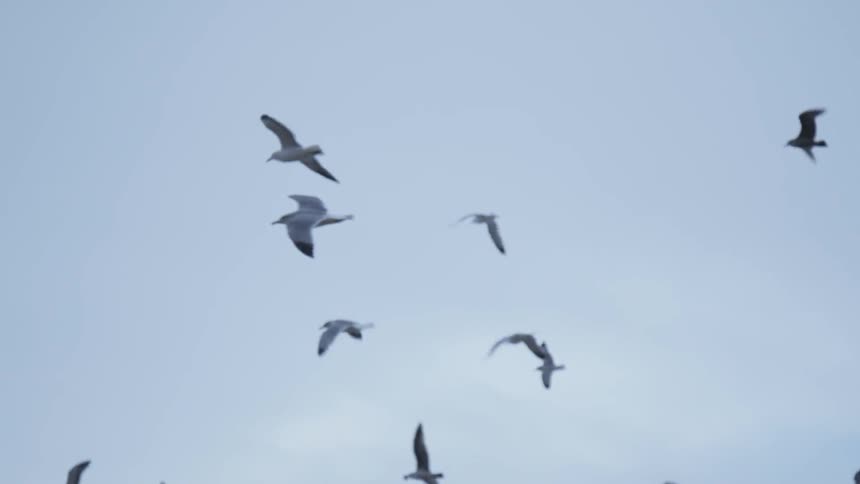 Flock of birds fly under a blue sky