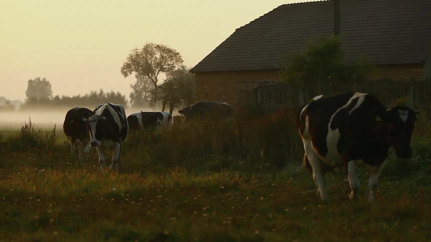 Several cows walking in a line on a hazy field