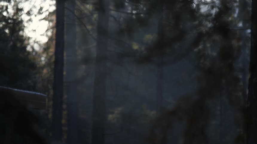 Haze lingers amidst forest pines during the day