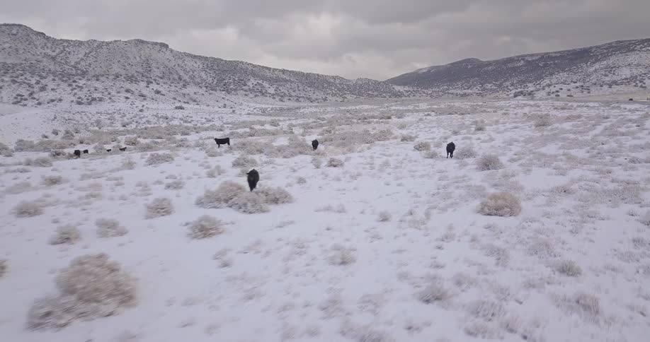 Animals roam in a snowy field