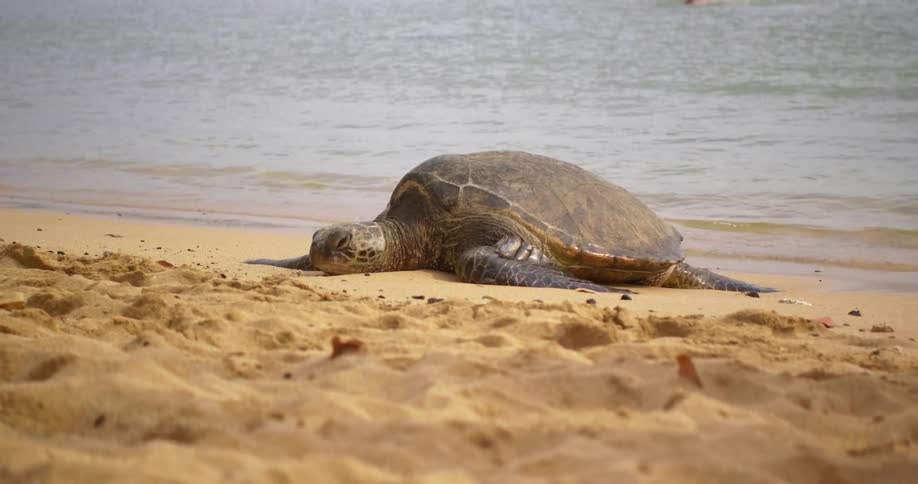 A sea turtle is resting on the sand at the shore's edge during the day