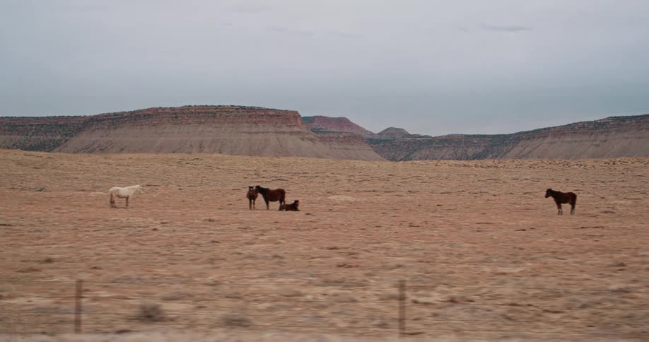 Cows and horses stand in a rural field
