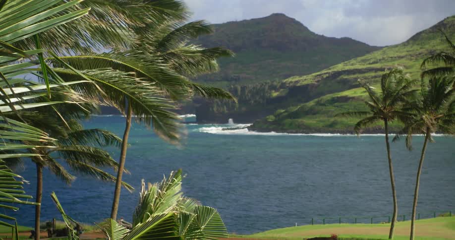 Palm trees blow in the wind on an island coast during the day