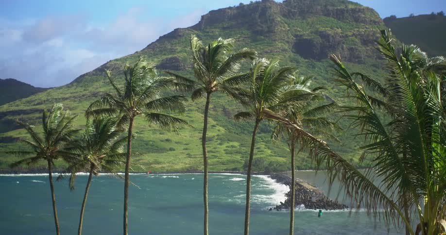 Palm trees blowing in the wind in front of a body of water