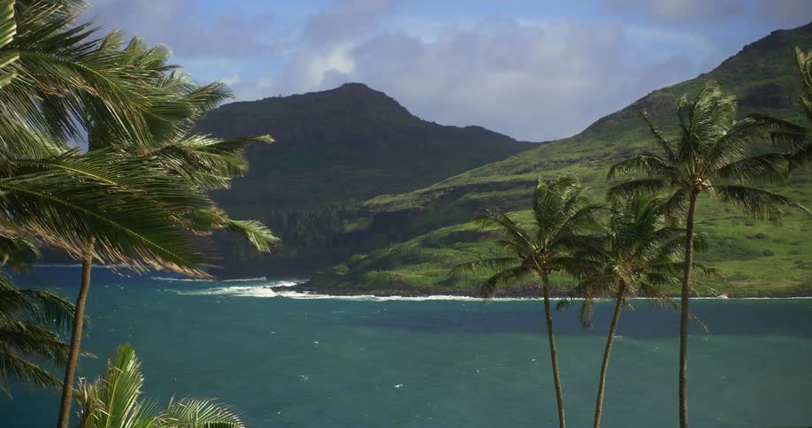 Palm trees sway in the wind