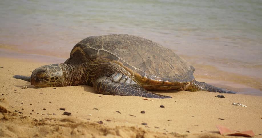Large turtle rests on the sand as the waves gently rolls towards him
