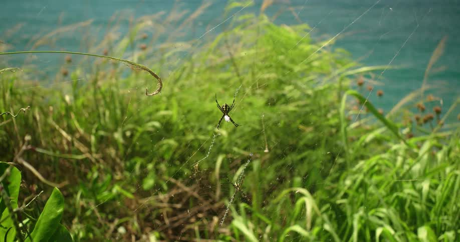 A spider holds onto its web as the wind blows it and the grass around it