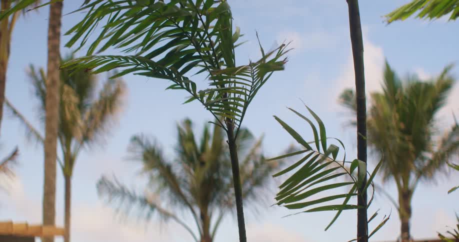 Palm tree plantings sway in the breeze during the day