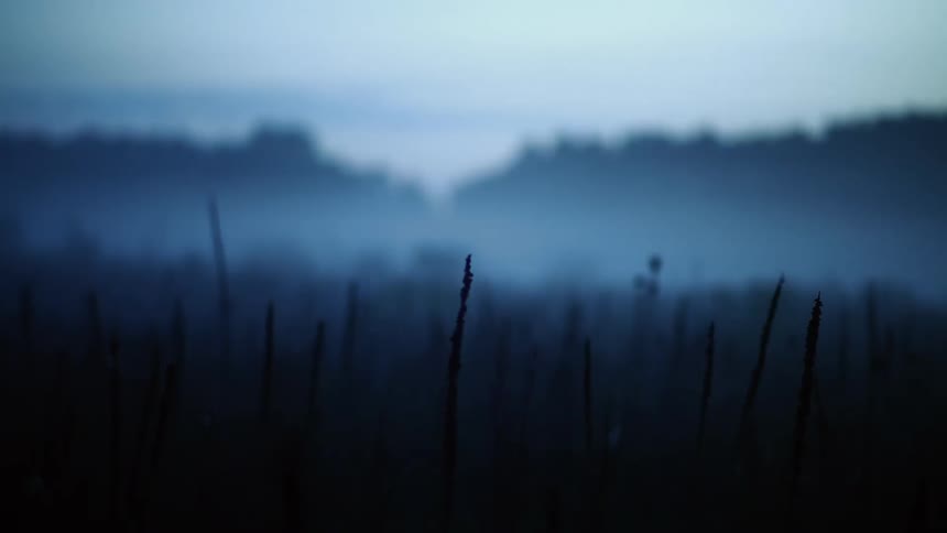 The mist is creeping over the fields and flowers