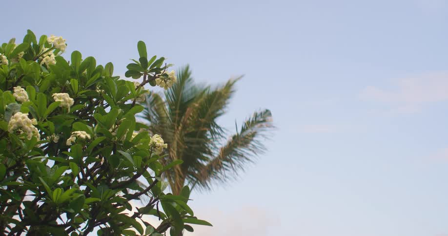 Leaves and white flowers blow gently in the breeze
