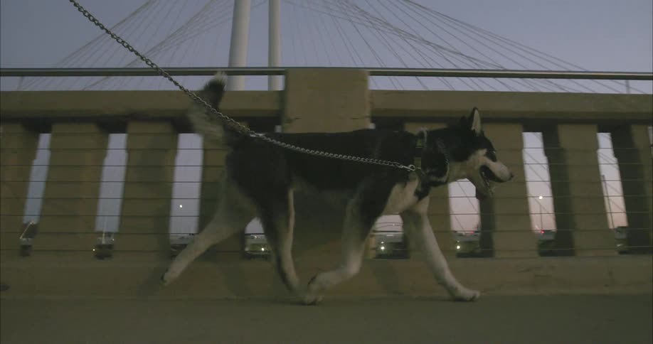 A man walking his dog while riding a skateboard