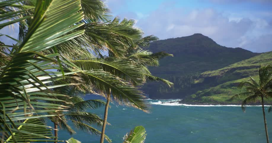 Palm trees blow in the wind on an island coast during the day