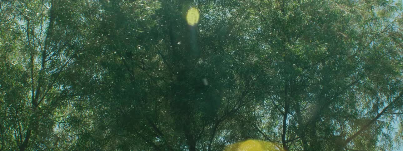 Pollen is blown in the air by the breeze