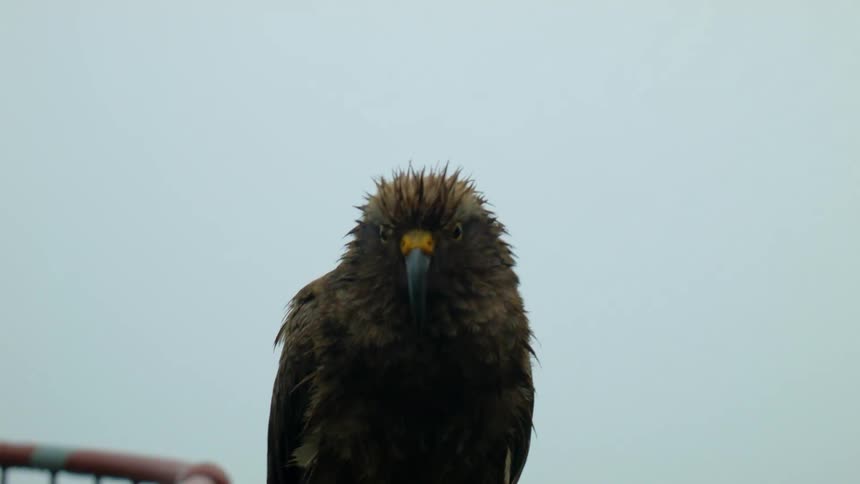 A bird is perched on a fence