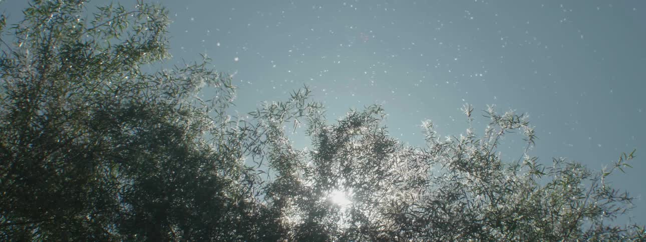 Pollen is blown in the air by the breeze