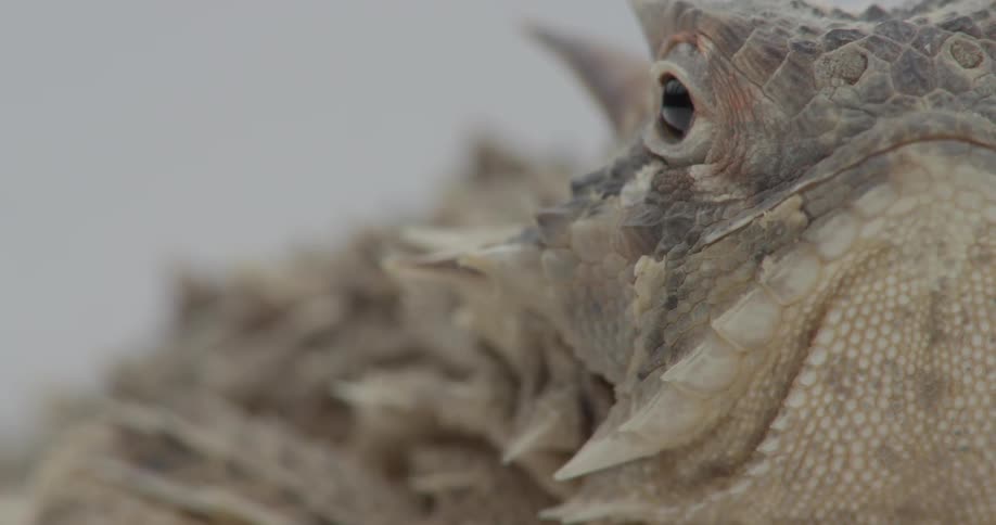 A lizard perks up in a white room