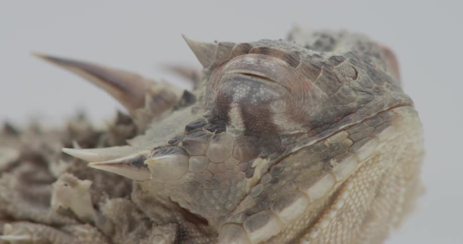 A horny toad is opening and closing its eyes