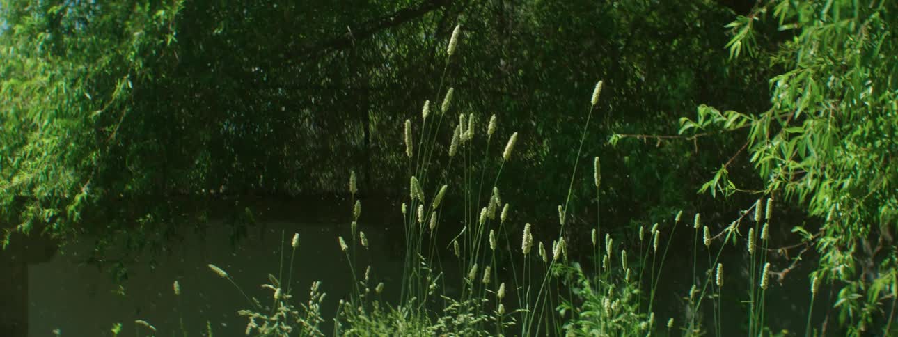 A breeze blows through tall weeds on a sunny day