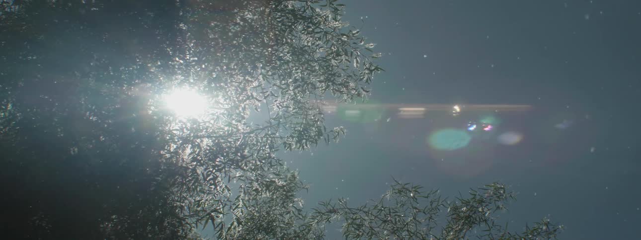 Pollen drifts from trees under a shining sun