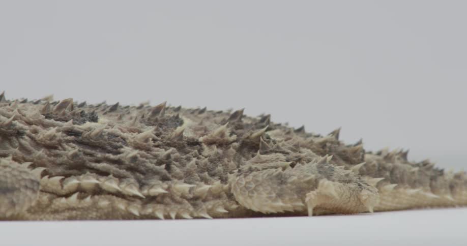 A lizard looks around in a white room
