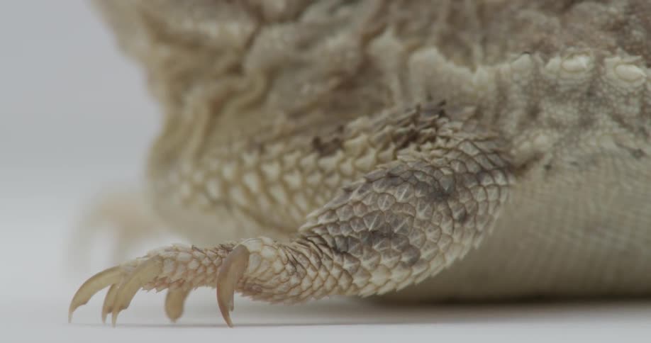Lizard sits unmoving on a white surface