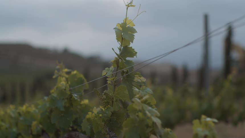 Grape vines sway in the breeze during the day