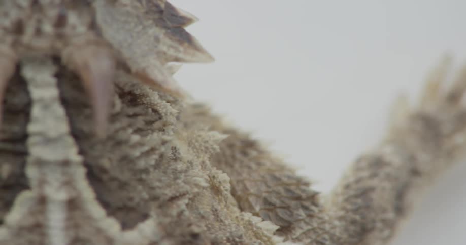 A horny toad is sitting still on a white surface