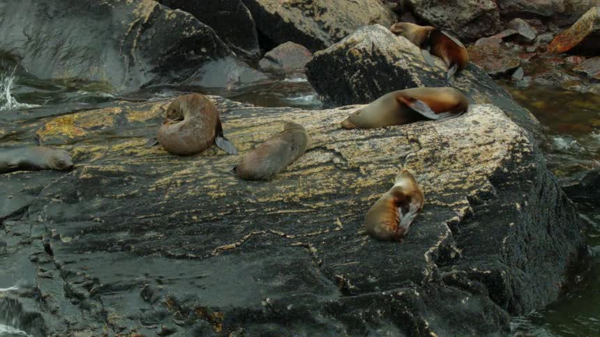Sea lions rest on a rock as waves crash nearby
