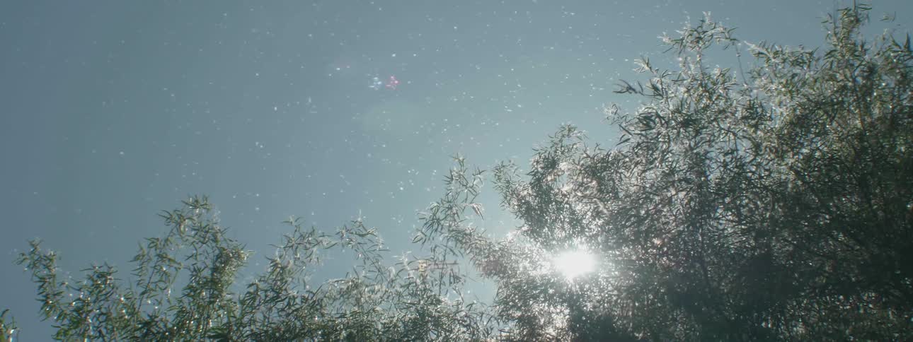 Sunlight streams through trees on a clear day