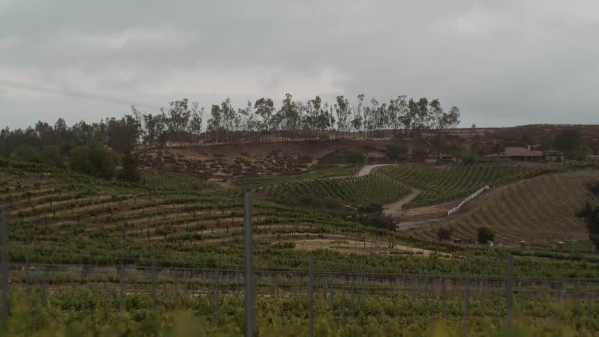 Trees stand tall on a hill by crops