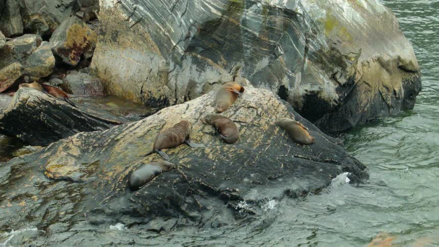 Sea lions rest on a rock as waves crash nearby