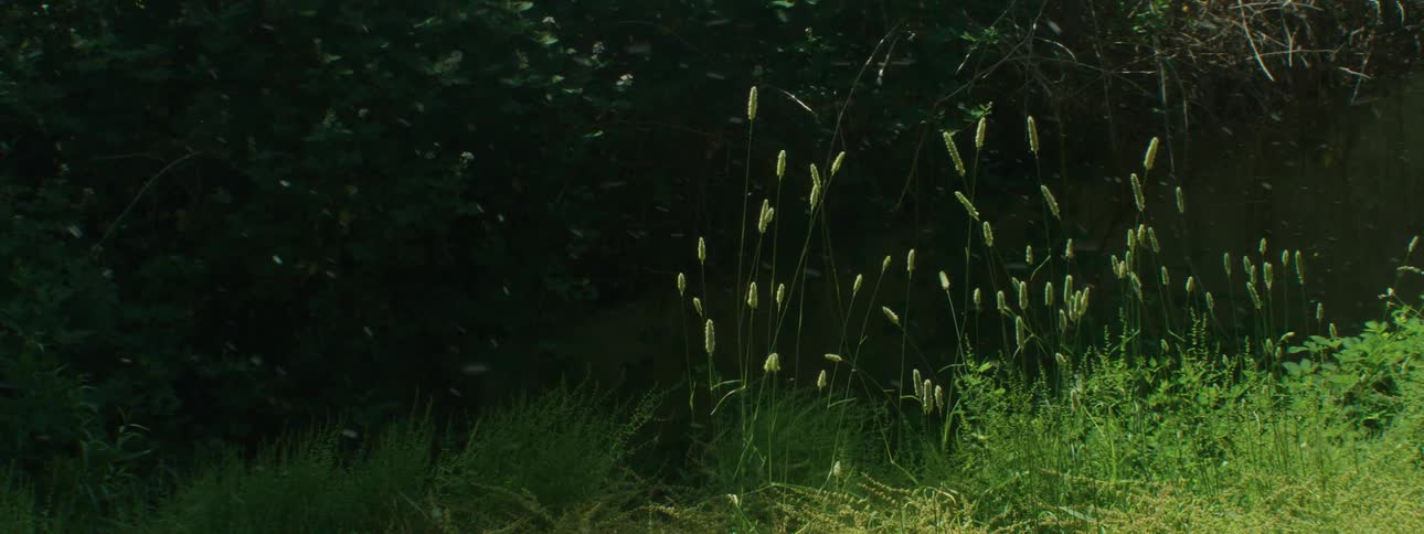 Pollen flies on the breeze over reeds and grass on a sunny day