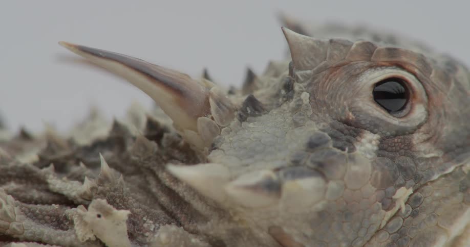 A lizard looks around in a white room