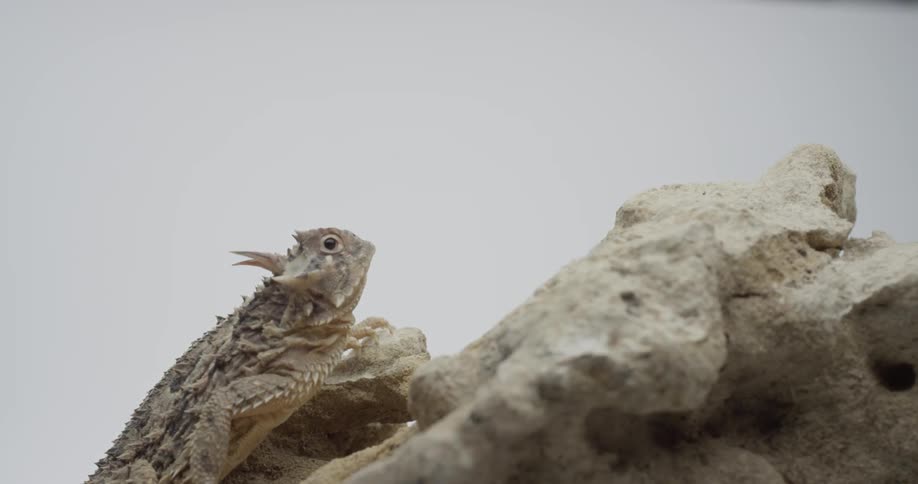 A lizard climbing up a small rock