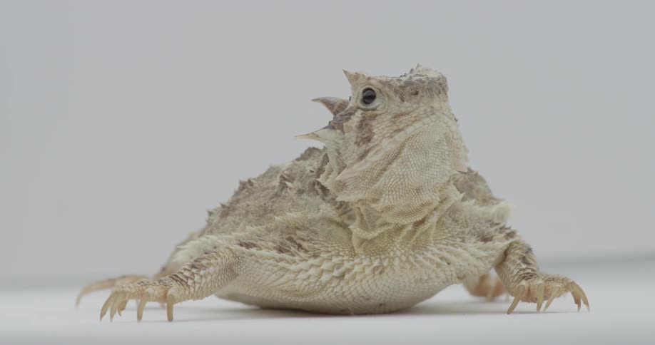 A lizard is rotated around in a white room