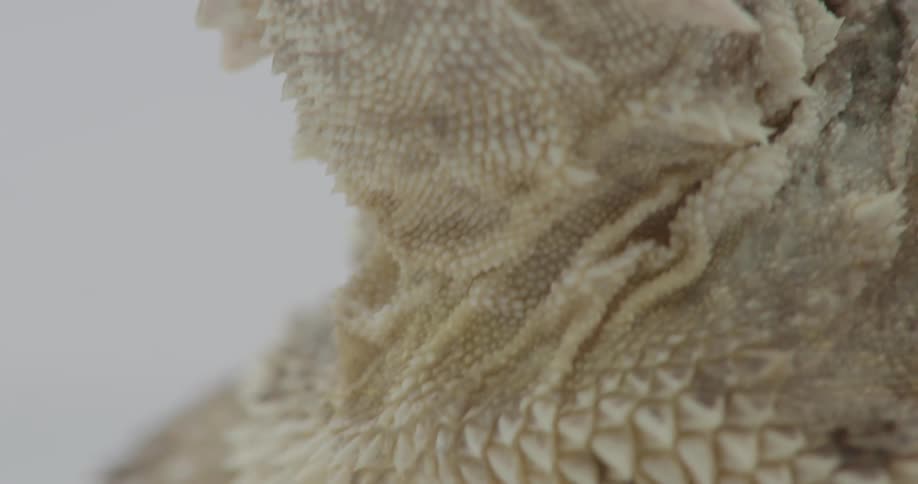 A lizard sits unmoving on a white surface
